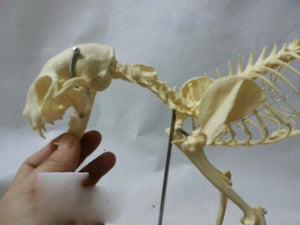 Modelo esqueleto Gato / Perro