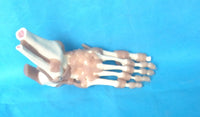 Modelo Ligamento articular del pie humano de tamaño real
