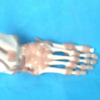 Modelo Ligamento articular del pie humano de tamaño real