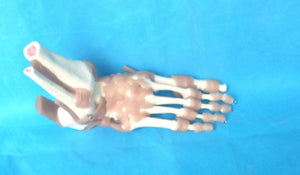 Modelo Ligamento articular del pie humano de tamaño real