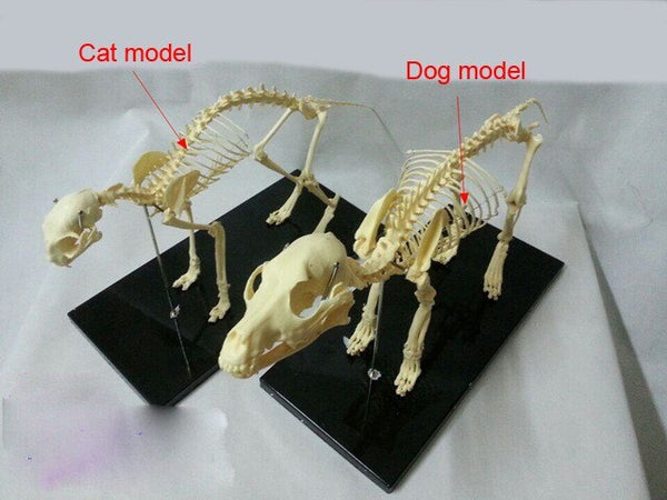 Modelo esqueleto Gato / Perro