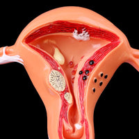 Modelo anatomico utero