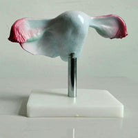 Modelo uterino, anatomía femenina
