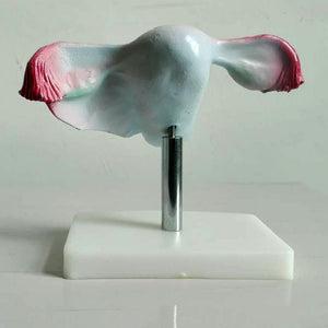 Modelo uterino, anatomía femenina