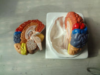 Modelo de cerebro zonificado por colores
