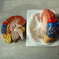 Modelo de cerebro zonificado por colores