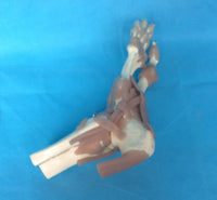 Modelo Ligamento articular del pie humano de tamaño real
