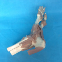 Modelo Ligamento articular del pie humano de tamaño real