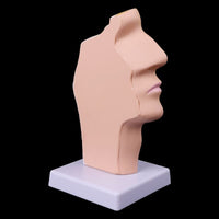 Modelo anatomia de cavidad nasal humana
