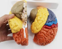 Modelo de cerebro zonificado por colores
