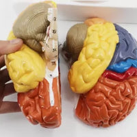 Modelo de cerebro zonificado por colores