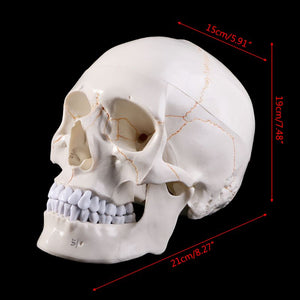 Modelo de cráneo humano de tamaño real