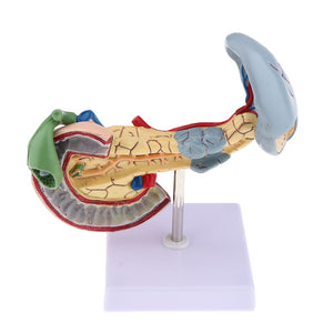 Kit anatomia pancreas humano