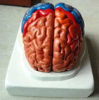 Modelo de cerebro zonificado por colores
