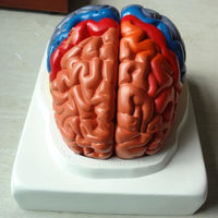 Modelo de cerebro zonificado por colores