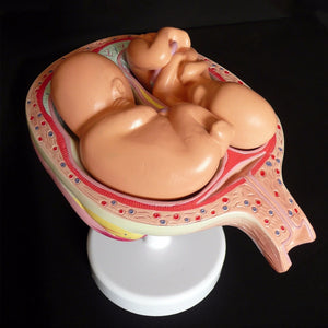 Kit modelo anatómico de desarrollo Fetal humano