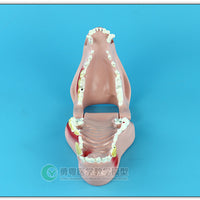 Anatomia Patologia dental canina