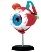 Modelo Anatomico 4D, de ojo humano
