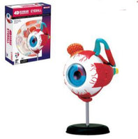 Modelo Anatomico 4D, de ojo humano
