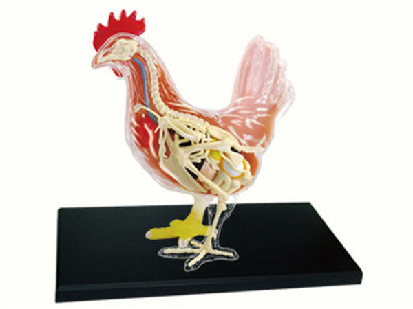 Anatomia 4D de gallina