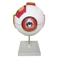 Modelo "globo" anatomico ocular
