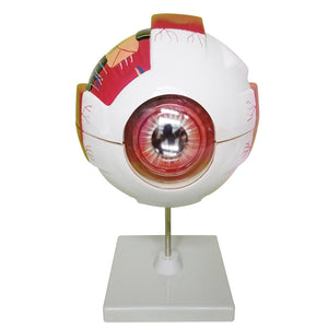 Modelo "globo" anatomico ocular