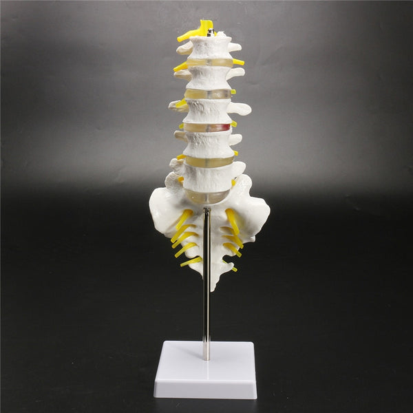  Modelo anatomico de columna lumbar humana.