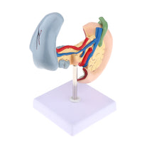 Kit anatomia pancreas humano
