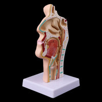 Modelo anatomia de cavidad nasal humana
