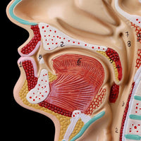 Modelo anatomia de cavidad nasal humana
