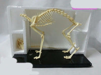 Modelo esqueleto Gato / Perro
