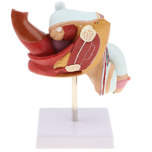 Modelo Anatomia Sistema Urinario Masculino (Patologias)