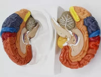 Modelo de cerebro zonificado por colores
