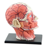 Anatomia de cabeza humana ensamblado 4D