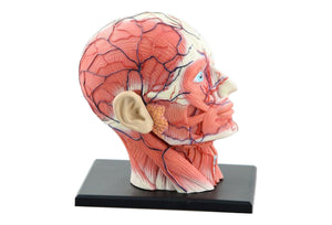 Anatomia de cabeza humana ensamblado 4D