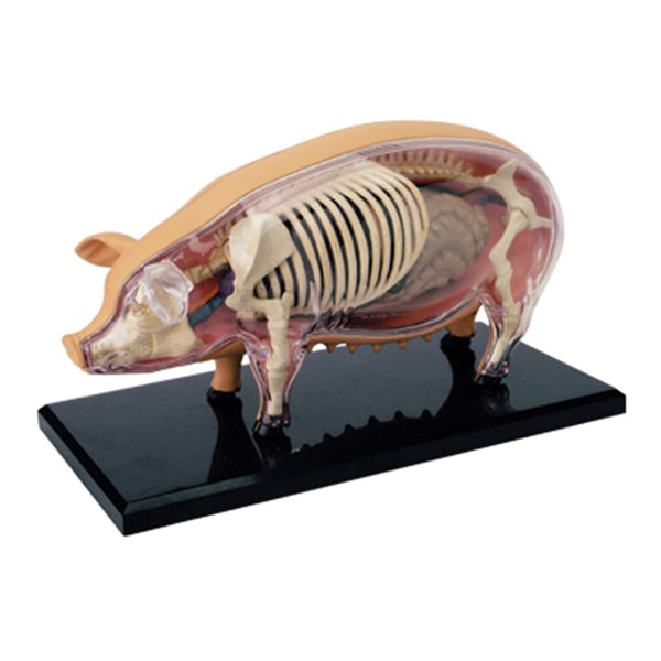Anatomia de cerdo