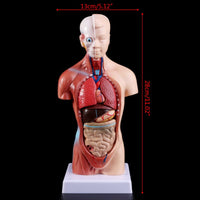 Modelo anatomico de cuerpo humano (torso)
