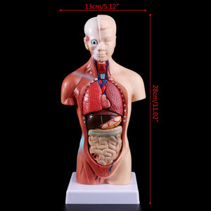 Modelo anatomico de cuerpo humano (torso)