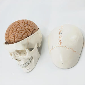 Cráneo humano  con cerebro.