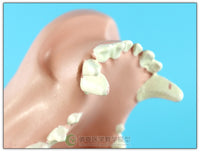 Anatomia Patologia dental canina
