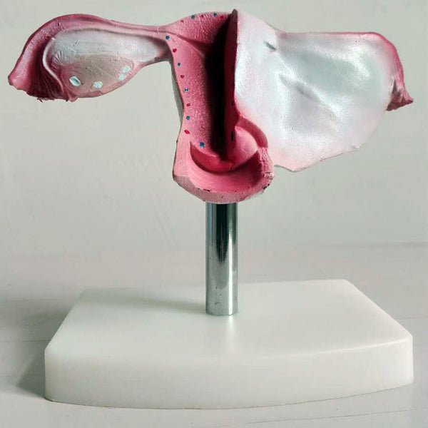Modelo uterino, anatomía femenina