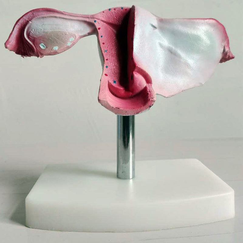 Modelo uterino, anatomía femenina