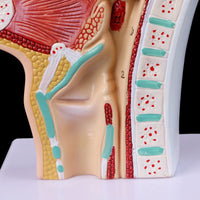 Modelo anatomia de cavidad nasal humana
