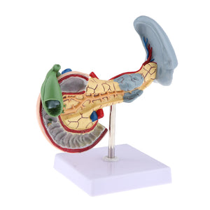 Kit anatomia pancreas humano