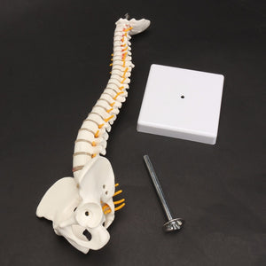 Modelo anatomia de columna vertebral humana con Pelvis 