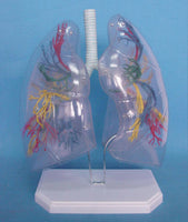 Modelo transparente de pulmones  
