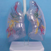 Modelo transparente de pulmones  
