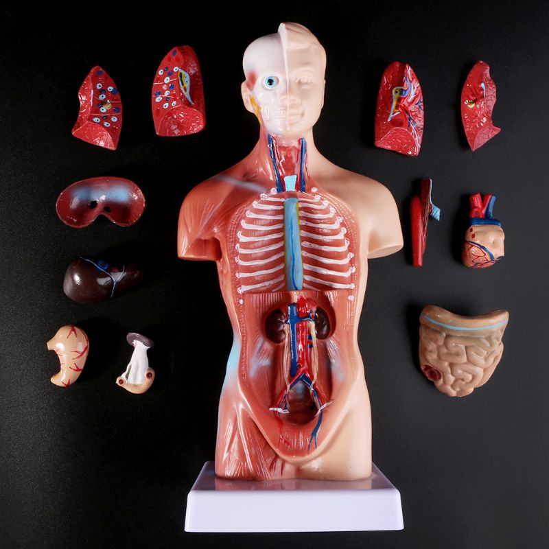 Modelo de cuerpo humano desmontable a tamaño real