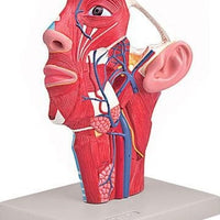 Modelo anatomía cabeza sistema nervioso