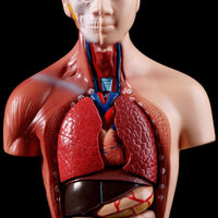 Modelo anatomico de cuerpo humano (torso)
